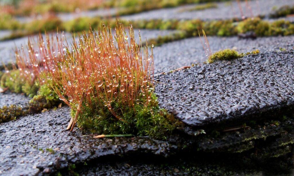 moss, roof moss, roof, mossy roof, roof moss, roof moss, roof, roof, mossy roof, mossy roof, mossy roof, mossy roof, mossy roof